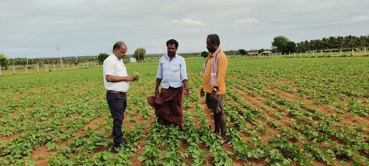 ಹೊಸದುರ್ಗ ತಾಲ್ಲೂಕಿನ ಕಡದಿನಕೆರೆ ಜಮೀನೊಂದರಲ್ಲಿ ಹಳದಿ ರೋಗಕ್ಕೆ ತುತ್ತಾಗಿರುವ ಸಸಿ ವೀಕ್ಷಿಸುತ್ತಿರುವ ಕೃಷಿ ಇಲಾಖೆ ಅಧಿಕಾರಿಗಳು