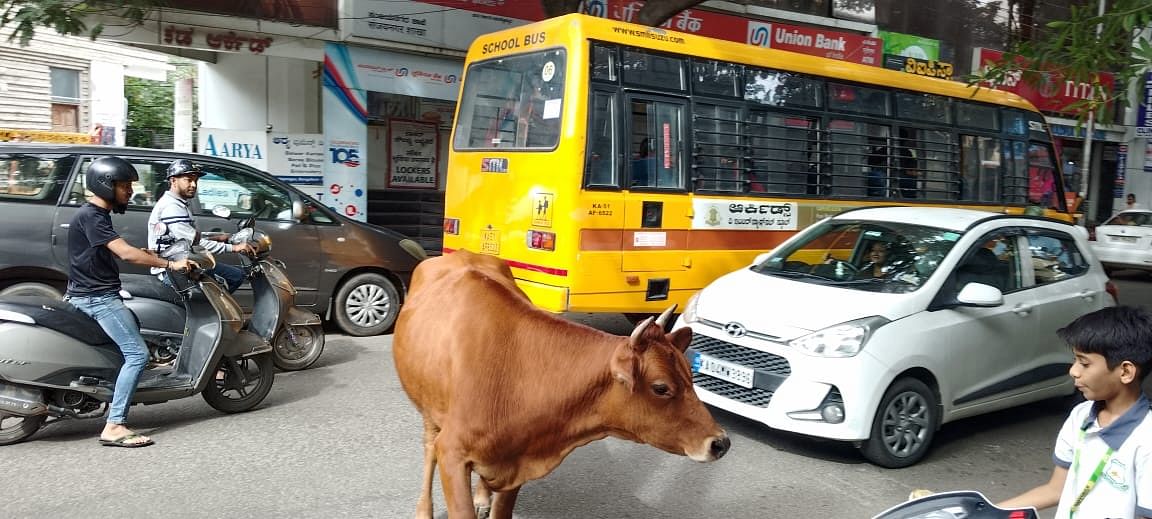 ಸಂಜಯನಗರದ ಮುಖ್ಯರಸ್ತೆಯಲ್ಲಿ ನಿಂತಿರುವ ಬೀಡಾಡಿ ದನ.