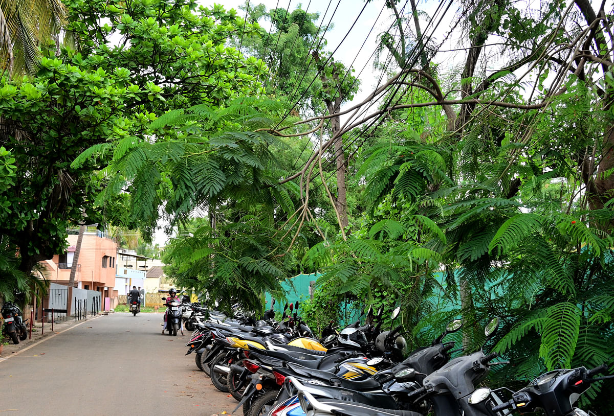 ಹುಬ್ಬಳ್ಳಿಯ ಲಿಂಗರಾಜ ನಗರದಲ್ಲಿ ವಿದ್ಯುತ್ ತಂತಿ ಮೇಲೆ ಮರದ ಕೊಂಬೆ ಬಳ್ಳಿ ತಾಗಿರುವುದು