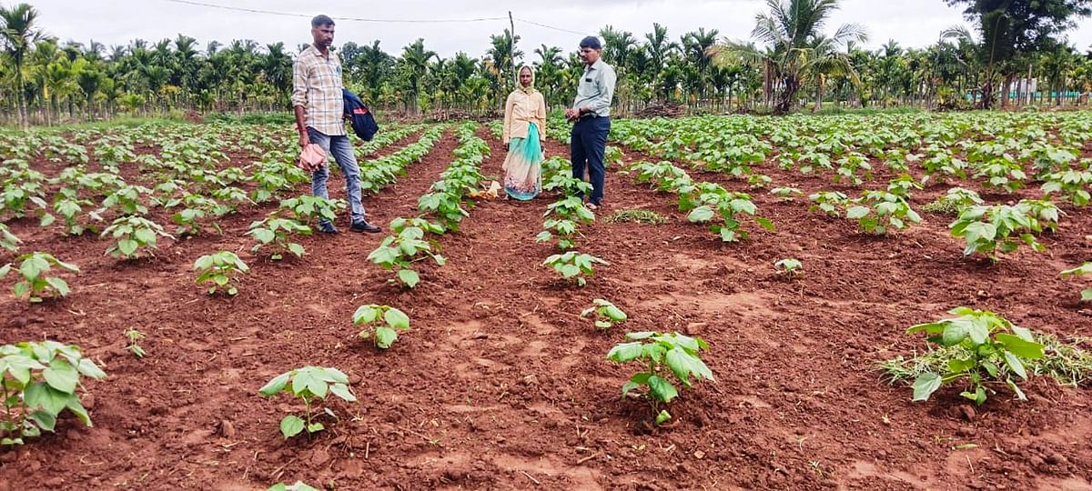 ಸಾಸ್ವೆಹಳ್ಳಿ ಸಮೀಪದ ಹುಣಸೆಹಳ್ಳಿಯಲ್ಲಿ ಮಳೆ ಬಿದ್ದಿದ್ದರಿಂದ ಹತ್ತಿಗೆ ಗೊಬ್ಬರ ಹಾಕುತ್ತಿರುವ ಮಹಿಳೆ