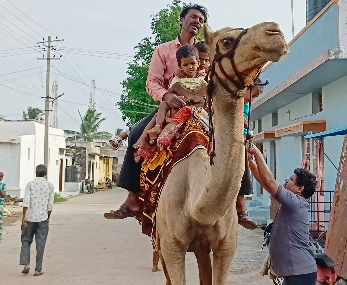 ನರೇಗಲ್ ಪಟ್ಟಣದಲ್ಲಿ ಗುರುವಾರ ಬೆಳಿಗ್ಗೆ ಒಂಟೆ ಸವಾರಿ ಮಾಡುತ್ತಿರುವ ಮಕ್ಕಳನ್ನು ಕೆಳಗೆ ಇಳಿಸುತ್ತಿರುವ ಪಾಲಕ