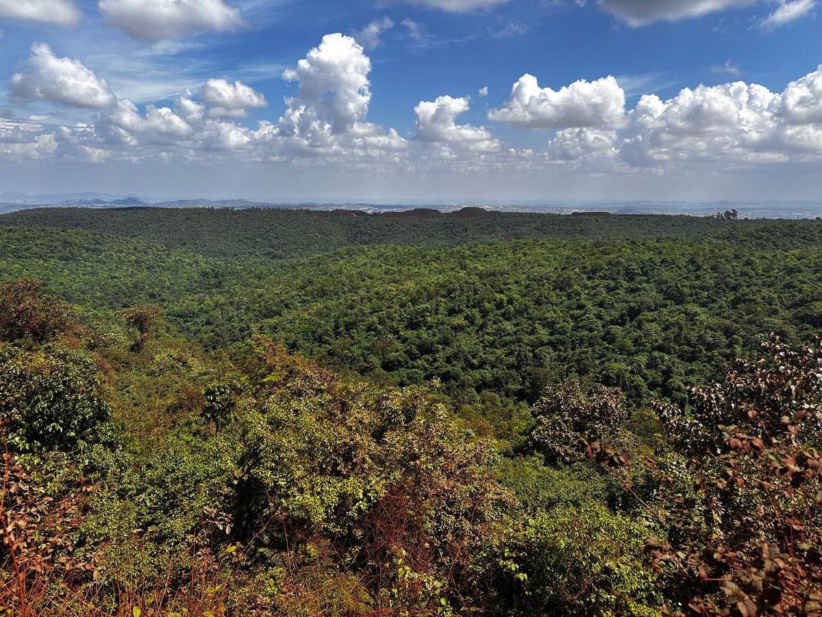 ಹದ್ದಿನಪಡೆ ಬ್ಲಾಕ್‌ನ ದಟ್ಟ ಅರಣ್ಯ 