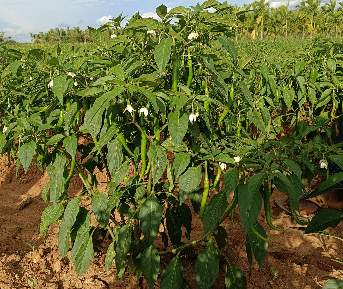 ಹುಲುಸಾಗಿ ಬೆಳೆದ ಮೆಣಸಿನ ಕಾಯಿ ಗಿಡ