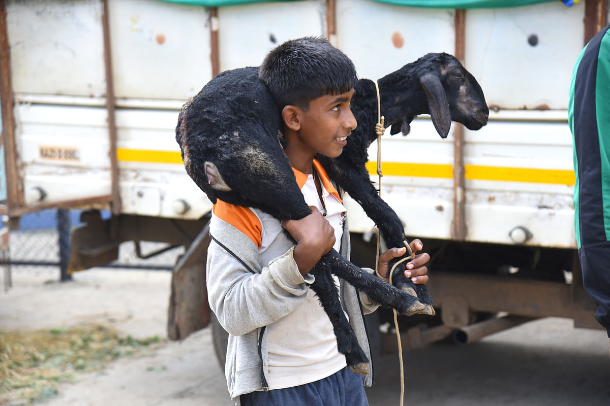 ಹಾವೇರಿ ಸಂತೆಯಲ್ಲಿ ಮೇಕೆ ಹೊತ್ತು ಸಾಗಿದ ಬಾಲಕ