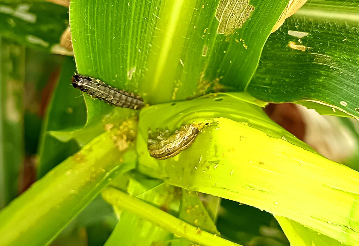 ಜೋಳದ ಗರಿಗಳಲ್ಲಿ ಅಡಗಿರುವ ಸೈನಿಕ ಹುಳುಗಳು.