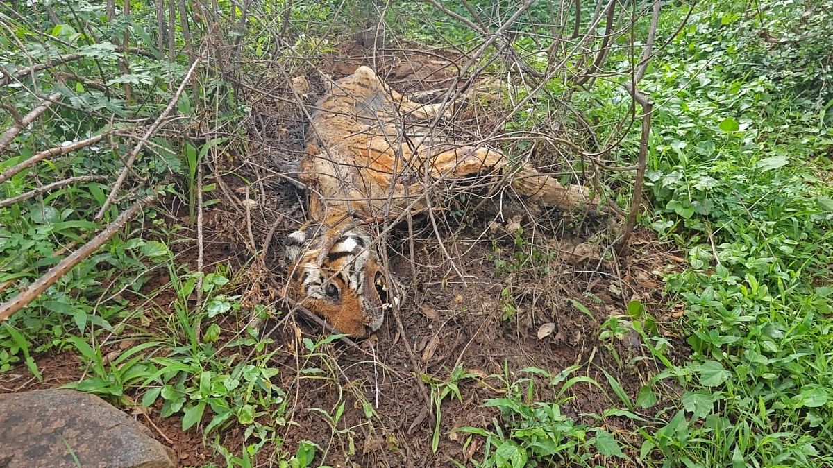 ಹುಲಿಯ ಕಳೇಬರ