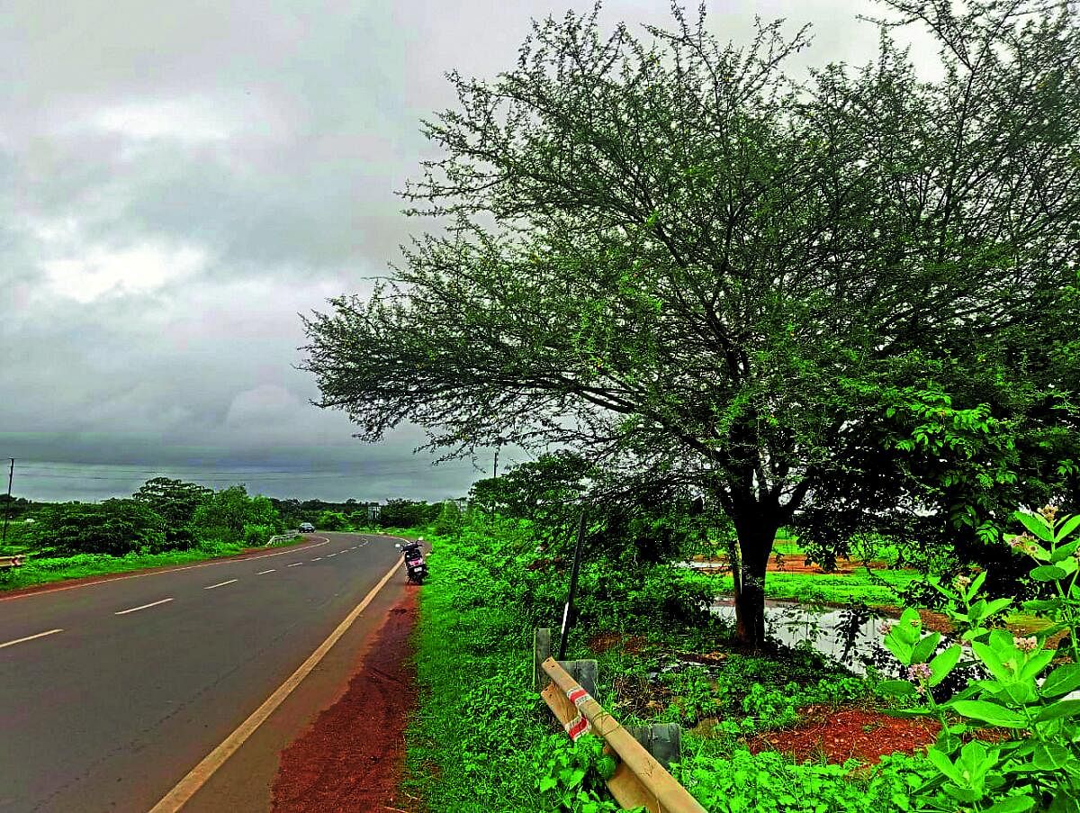 ಮಲೆನಾಡ ಆವರಿಸುತ್ತಿದೆ ಬಯಲುಸೀಮೆ ಜಾಲಿ