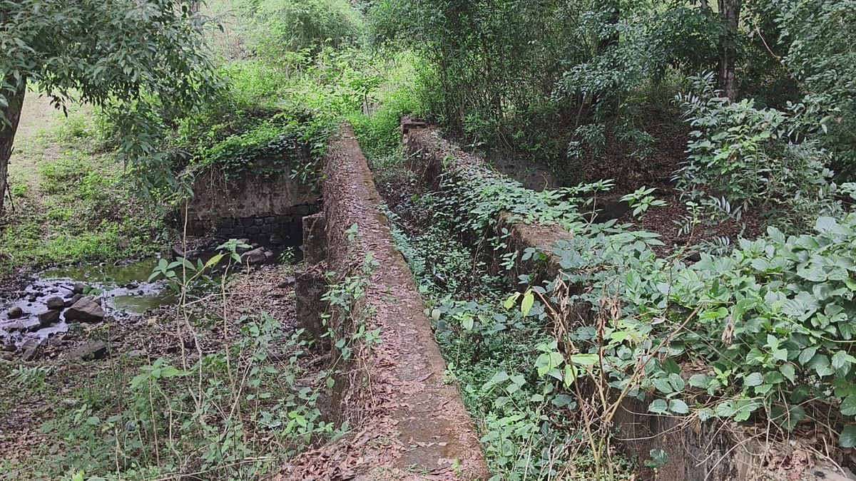 ರಂಗಸಮುದ್ರ ಬಳಿಯ ನಾಲೆಯಲ್ಲಿ ಹೂಳು ಹಾಗೂ ಗಿಡಗಂಟೆಗಳು ಬೆಳೆದಿರುವುದು