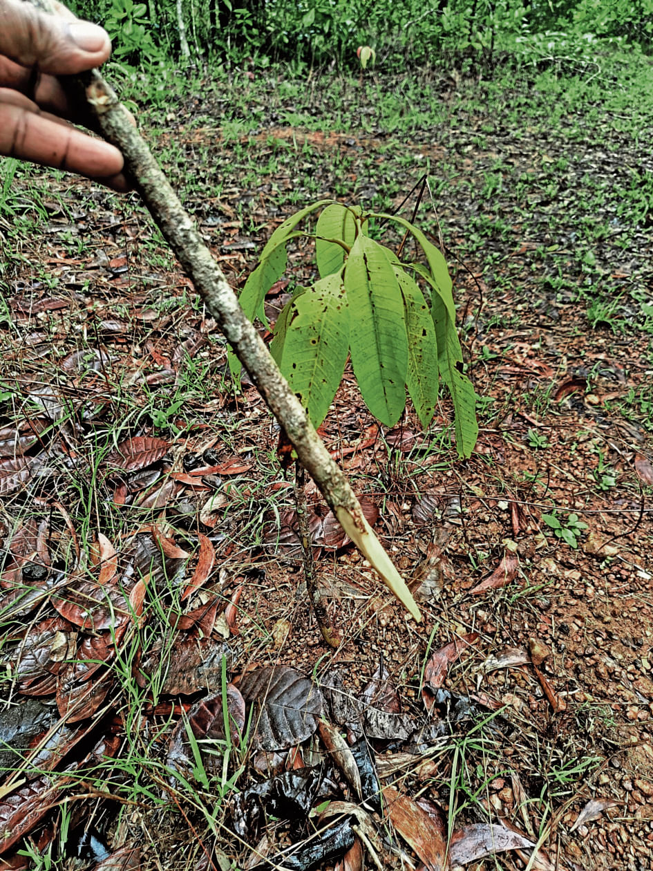 ಚೂಪಾದ ಕೋಲನ್ನು ಬಳಸಿ ಸಸಿ ನೆಡುವುದು