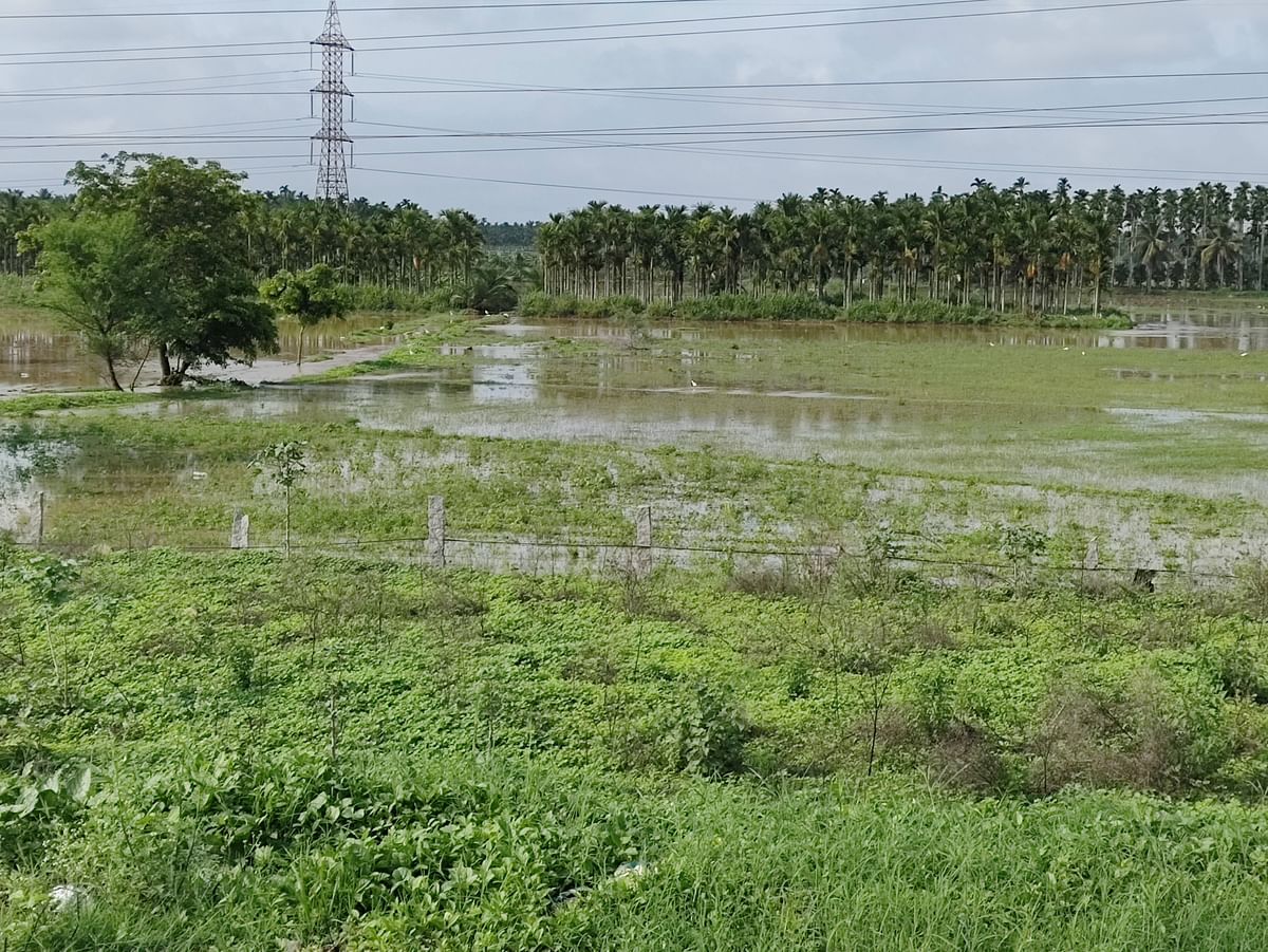 ನಿಟ್ಟೂರು ಗದ್ದೆ ಬಯಲಿನಲ್ಲಿ ನೀರು ಹರಿಯುತ್ತಿರುವುದು