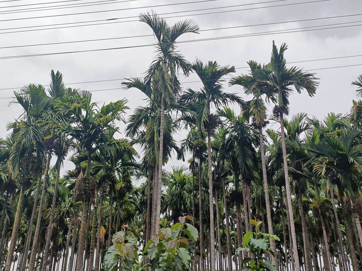 ಉತ್ತಮ ಮಳೆ: ಅಡಿಕೆ ತೋಟಗಳಿಗೆ ಜೀವಕಳೆ