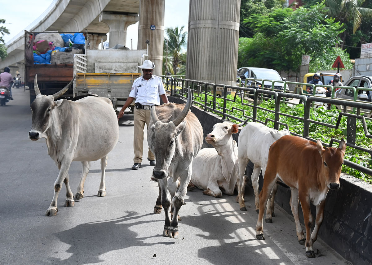 ಕನಕಪುರ ಮುಖ್ಯರಸ್ತೆಯಲ್ಲಿ ಬಿಡಾಡಿ ದನಗಳನ್ನು ಸಂಚಾರಿ ಪೊಲೀಸರು ಓಡಿಸಿದರು - ಪ್ರಜಾವಾಣಿ ಚಿತ್ರ /ಕಿಶೋರ್ ಕುಮಾರ್ ಬೋಳಾರ್