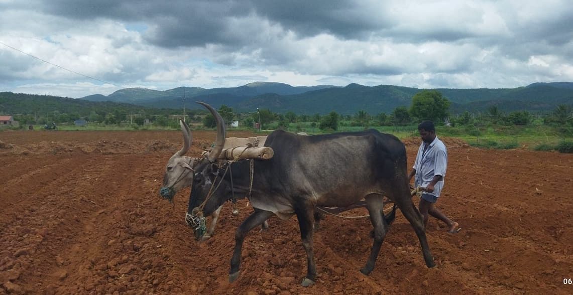 ಯಳಂದೂರಿನಲ್ಲಿ ರೈತರೊಬ್ಬರು ಉಳುಮೆಯಲ್ಲಿ ತೊಡಗಿರುವುದು