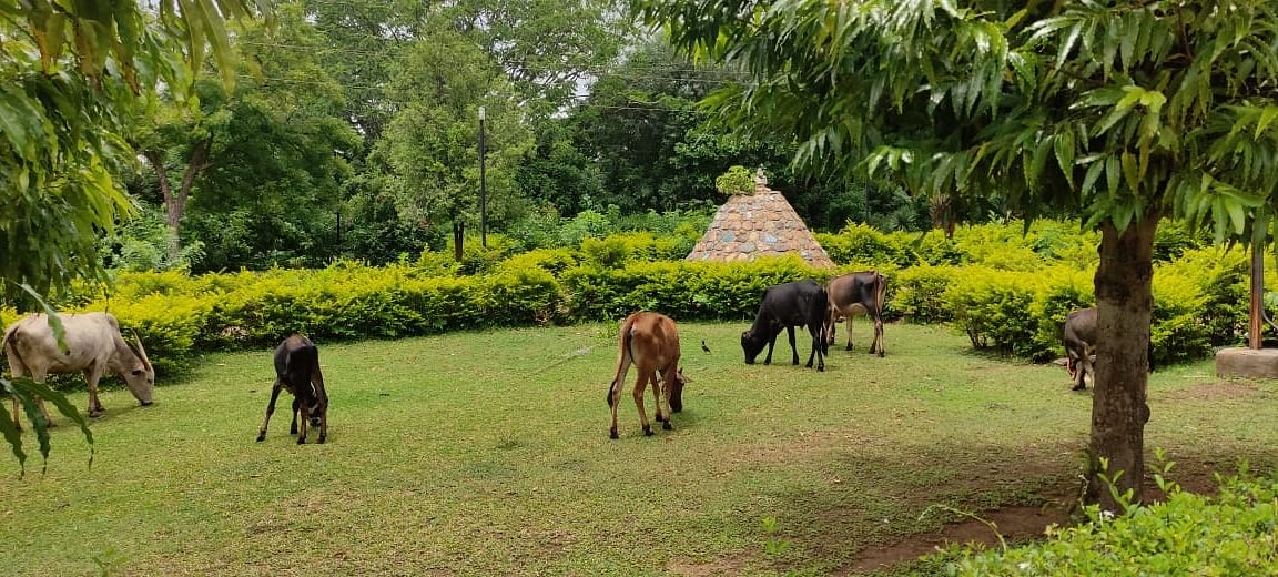 ಸವದತ್ತಿಯ ನವಿಲುತೀರ್ಥ ಜಲಾಶಯದ ಉದ್ಯಾನದಲ್ಲಿ ಬಿಡಾಡಿ ದನಗಳ ಹಾವಳಿ