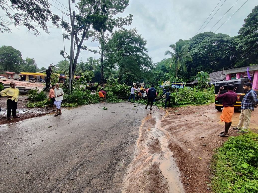 ಪುತ್ತೂರು ತಾಲ್ಲೂಕಿನ ಕೌಡಿಚ್ಚಾರು-ಸುಳ್ಯಪದವು ರಸ್ತೆಯ ಬದಿಯಲ್ಲಿದ್ದ ಮರವೊಂದು ರಸ್ತೆಗೆ ಉರುಳಿದೆ