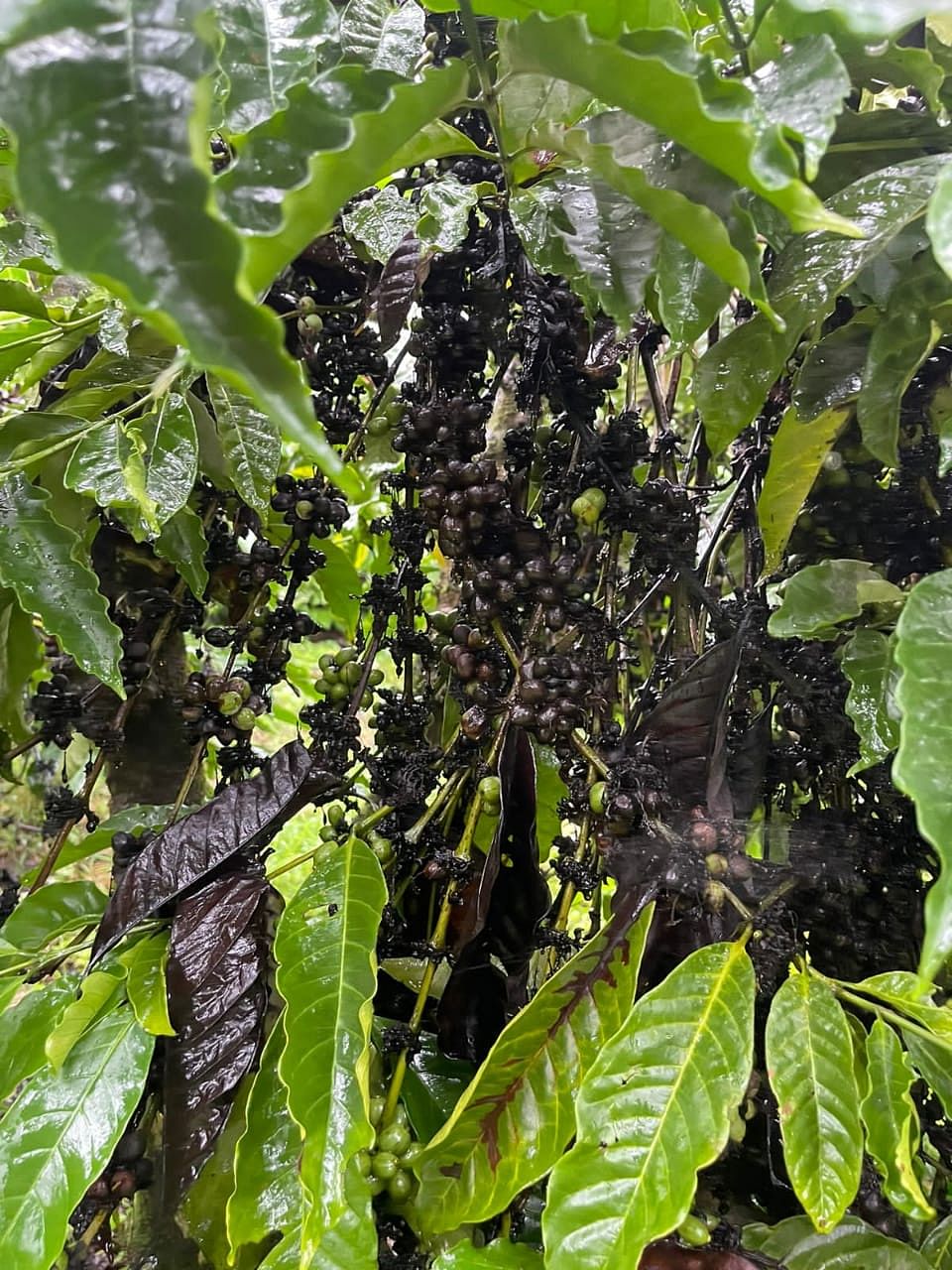 ಕೊಳೆರೋಗದಿಂದ ಕಾಫಿ ಗಿಡದಲ್ಲೇ ಕರಗುತ್ತಿದೆ