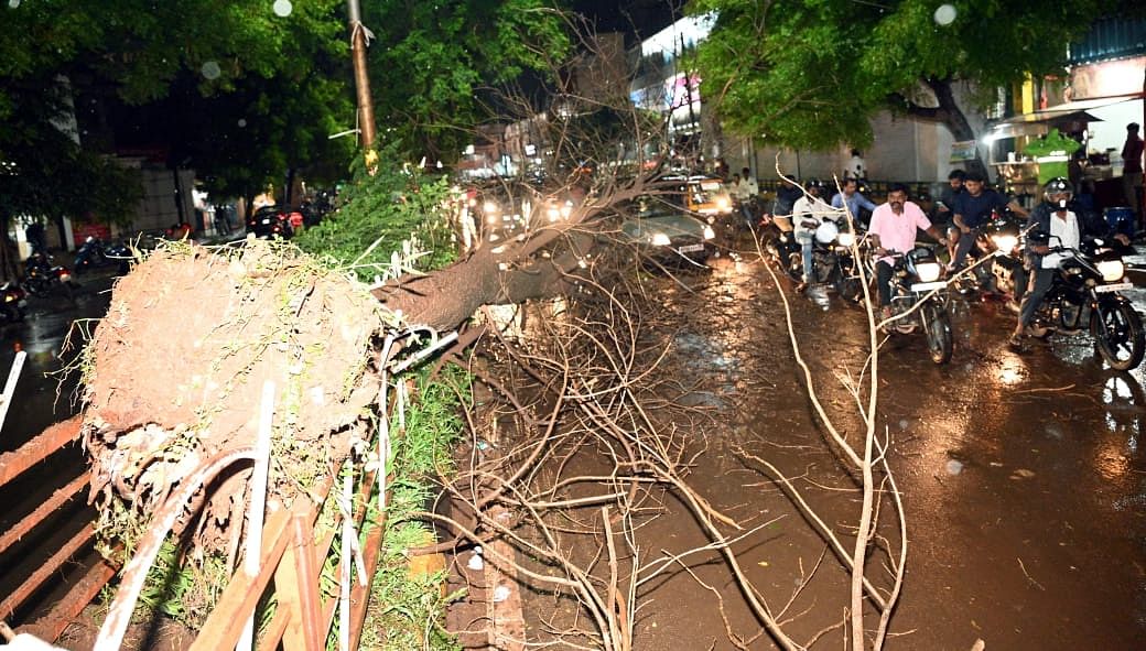 ಬೀದರ್‌ನ ಬೊಮ್ಮಗೊಂಡೇಶ್ವರ ವೃತ್ತದಿಂದ ಮನ್ನಳ್ಳಿಗೆ ಹೋಗುವ ರಸ್ತೆಯಲ್ಲಿ ಇತ್ತೀಚೆಗೆ ರಸ್ತೆ ವಿಭಜಕದ ಮರ ಬುಡಸಮೇತ ರಸ್ತೆ ಮೇಲೆ ಬಿದ್ದಿತು