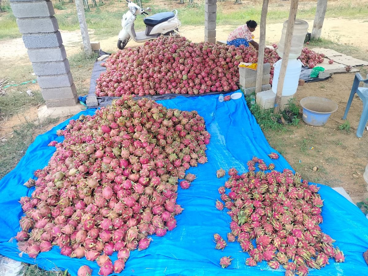 ಬಂಗಾರಪೇಟೆ ತಾಲ್ಲೂಕಿನ ಕಾಮಸಮುದ್ರ ಹೋಬಳಿಯ ಚಿನ್ನಯ್ಯ ಎಸ್ಟೇಟ್ ನಲ್ಲಿ ಬೆಳೆದಿರುವ ಡ್ರ್ಯಾಗನ್ ಪೋರ್ಟ್ ನ ರಾಶಿ