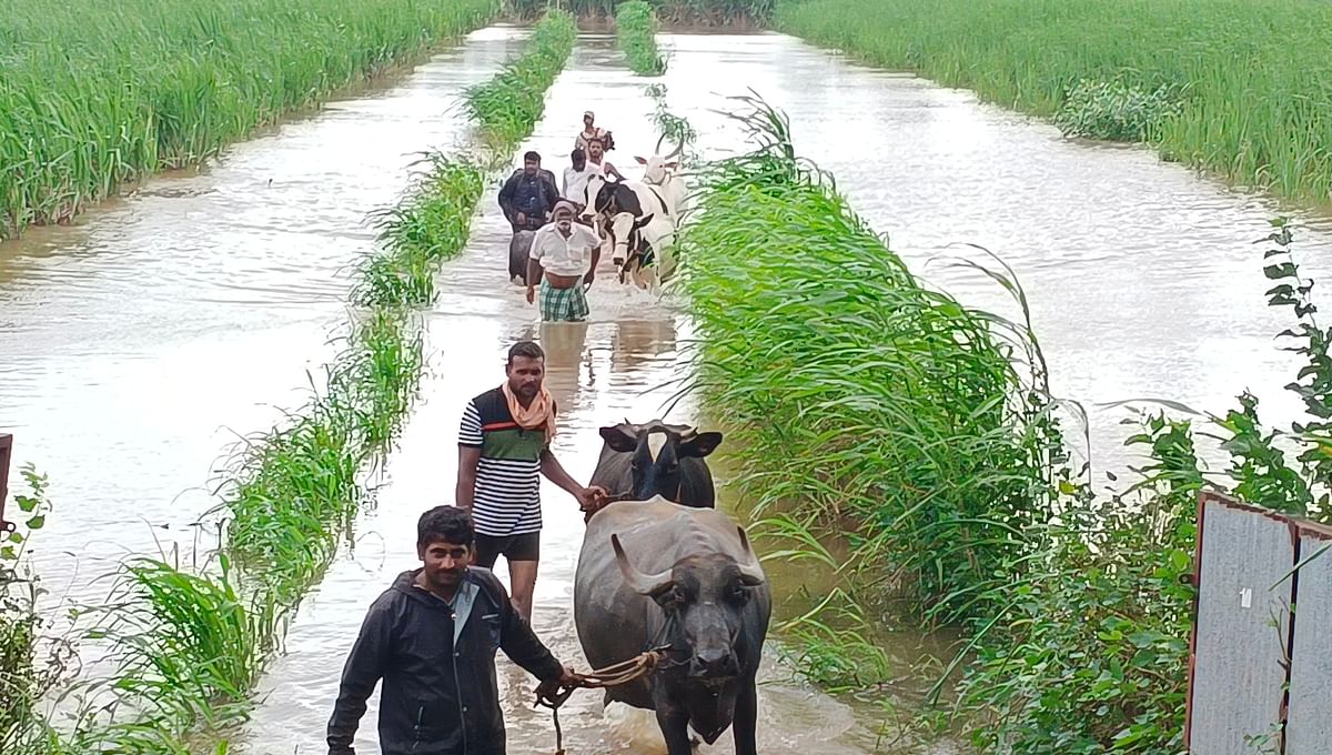 ಕಾಗವಾಡ ತಾಲ್ಲೂಕಿನ ಜುಗೂಳ ಗ್ರಾಮದ ತೋಟದ ವಸತಿಗಳಿಗೆ ಕೃಷ್ಣಾ ನದಿ ನೀರು ನುಗ್ಗಿದ ಕಾರಣ ಜನರು ಜಾನುವಾರು ಸಹಿತ ಶನಿವಾರ ಸುರಕ್ಷಿತ ಸ್ಥಳಕ್ಕೆ ತರಳಿದರು