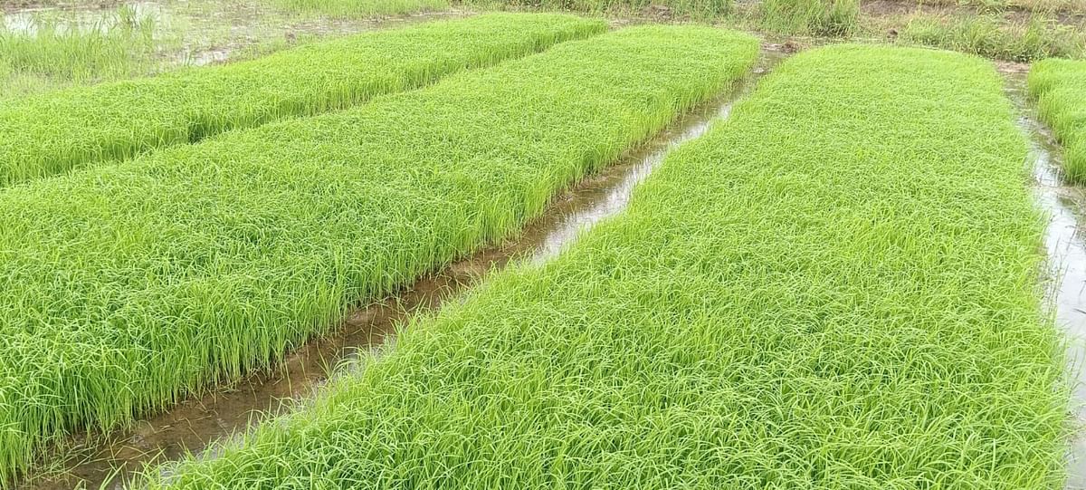 ಗುತ್ತಿಗೆ ಪಡೆದಿರುವ ಭೂಮಿಯಲ್ಲಿ ನಾಟಿ ಮಾಡಿರುವುದು