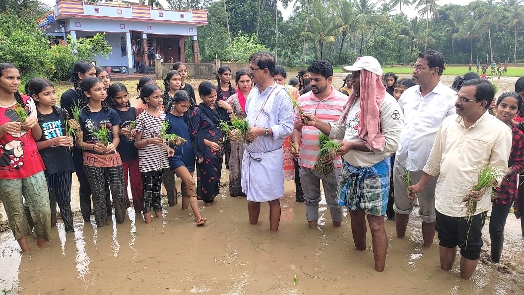 ವಿದ್ಯಾರ್ಥಿಗಳಿಗೆ ಗದ್ದೆಯಲ್ಲಿ ಕೃಷಿ ಪಾಠ