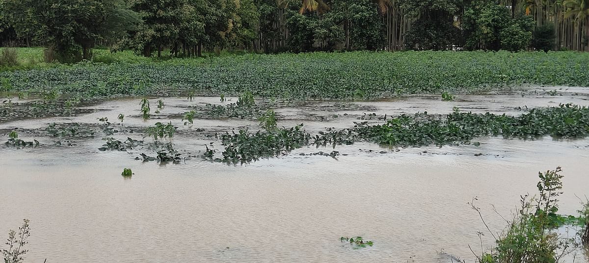 ಹಾವೇರಿ ಜಿಲ್ಲೆಯ ಕಲಕೋಟಿ ಬಳಿ ವರದಾ ನದಿ ನೀರಿನಿಂದ ಜಲಾವೃತಗೊಂಡ ಸೋಯಾಬಿನ್ ಬೆಳೆ