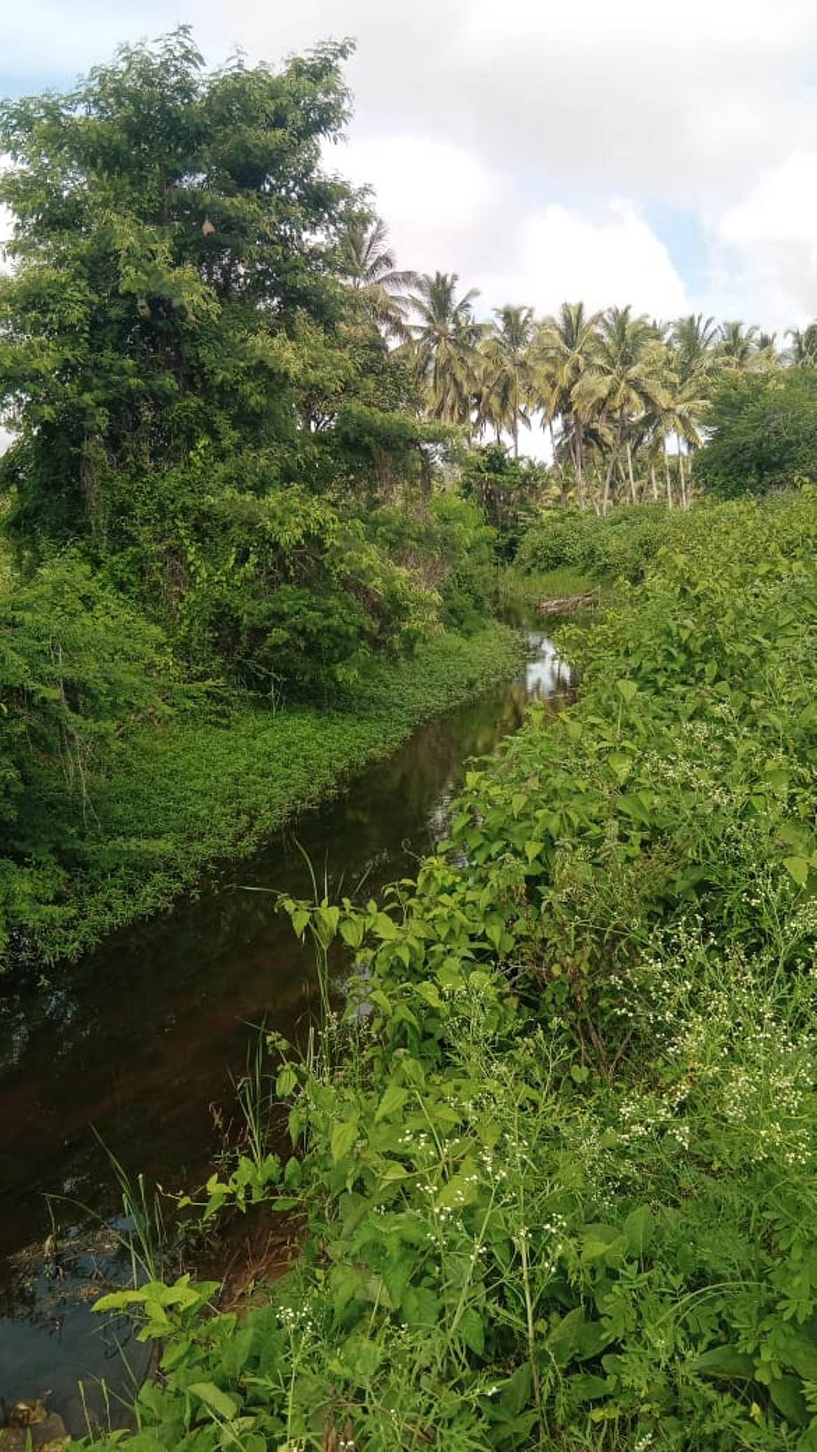 ಹುಣಸೂರು ತಾಲ್ಲೂಕಿನ ಹುಸೇನ್‌ಪುರ ನಾಲೆಯಲ್ಲಿ ಬೆಳೆದಿರುವ ಗಿಡಗಳು