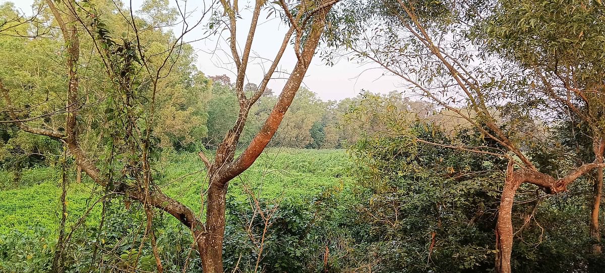 ಕೆರೆಗಳಲ್ಲಿ ಹೂಳು ತುಂಬುತ್ತಿರುವುದು