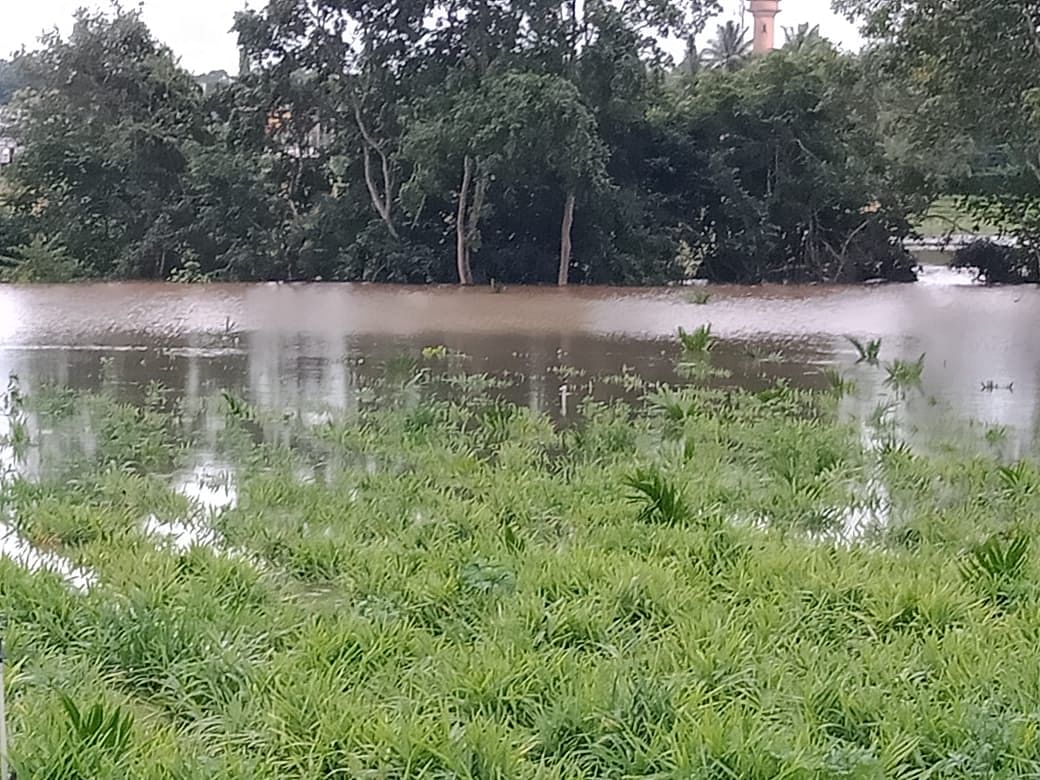 ಕುಶಾಲನಗರ ಸಮೀಪದ ಹುಲುಸೆ ಗ್ರಾಮದಲ್ಲಿ ಕಾವೇರಿ ನದಿಯ ಹೆಚ್ಚುವರಿ ನೀರು ರೈತರ ಜಮೀನುಗಳಿಗೆ ನುಗ್ಗಿದ್ದುಅಪಾರ ಪ್ರಮಾಣದಲ್ಲಿ ರೈತ ಕಪನಪ್ಪ ಅವರ ಶುಂಠಿ ಜೋಳ ಕೃಷಿಗೆ ಹಾನಿ ಉಂಟಾಗಿದೆ.