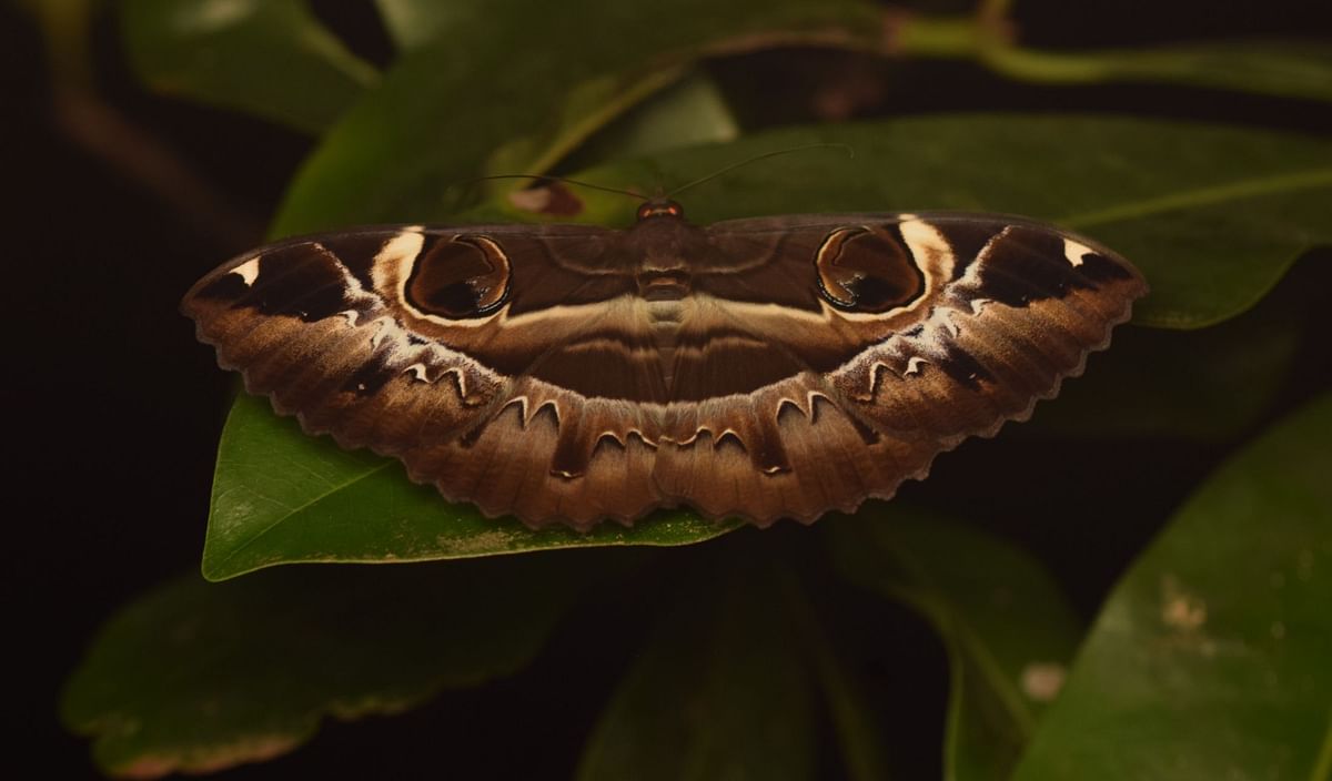 ವಿವಿಧ ಜಾತಿ ಹಾಗೂ ಬಣ್ಣದ ಪತಂಗಗಳು