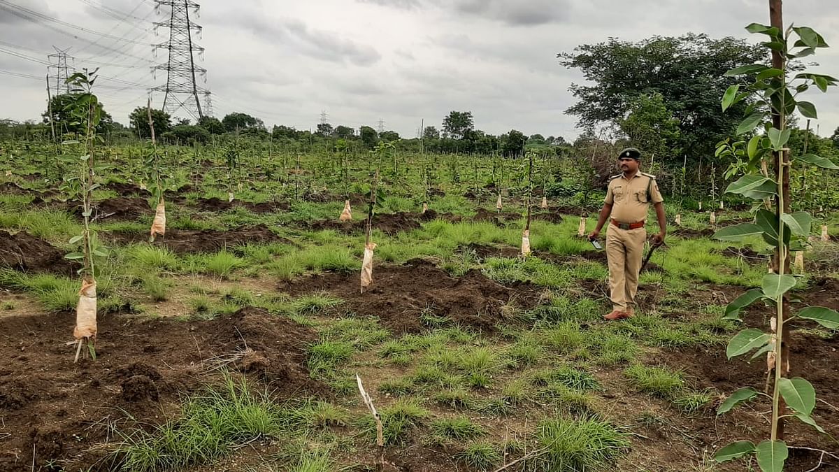 ಶಕ್ತಿನಗರ ಸಮೀಪದ ವೈಟಿಪಿಎಸ್‌ನ ಆವರಣದಲ್ಲಿ ನೆಡಲಾದ ಸಸಿಗಳು