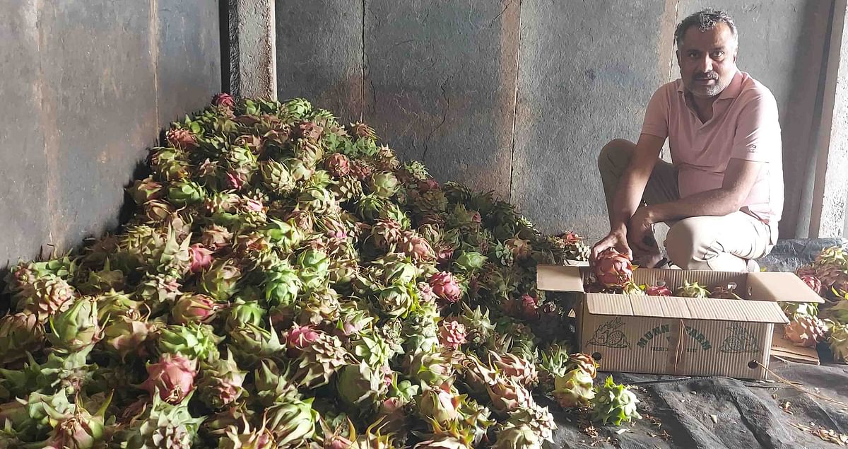 ಕೊಯ್ಲು ಮಾಡಿದ ಹಣ್ಣುಗಳನ್ನು ಬಾಕ್ಸ್‌ಗಳಿಗೆ ತುಂಬುತ್ತಿರುವ ಮುನ್ನ