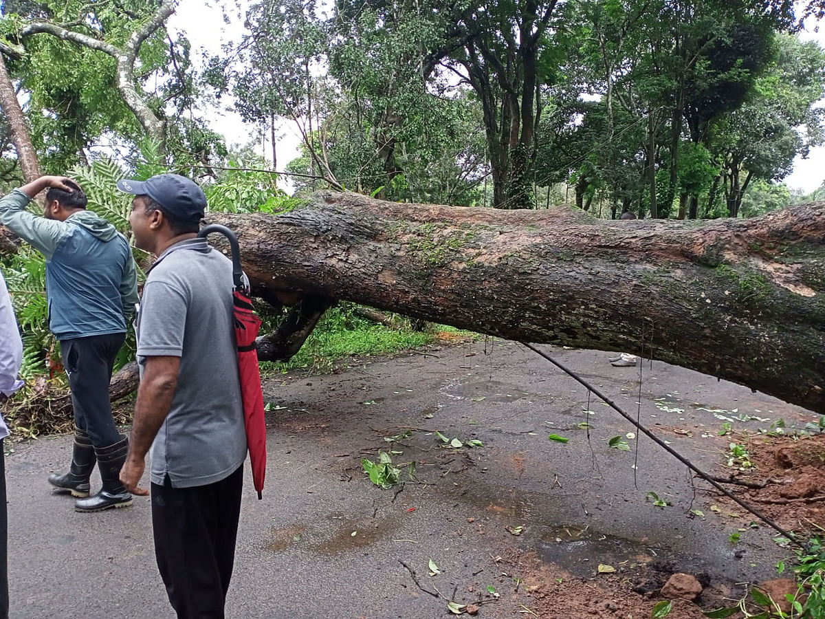 ಗಾಳಿ ಮಳೆಯಿಂದಾಗಿ ನಾಪೋಕ್ಲು ಸಮೀಪದ ಚೋನಕೆರೆ ಎಂಬಲ್ಲಿ ಈಚೆಗೆ ಬೃಹತ್ ಗಾತ್ರದ ಮರವೊಂದು ವಿದ್ಯುತ್ ಕಂಬಗಳ ಮೇಲೆ ಬಿದ್ದಿರುವುದು