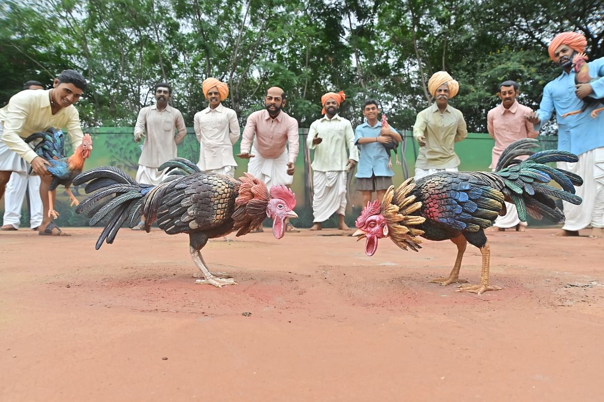 ಕೋಳಿ ಕಾಳಗದ ನೋಟ