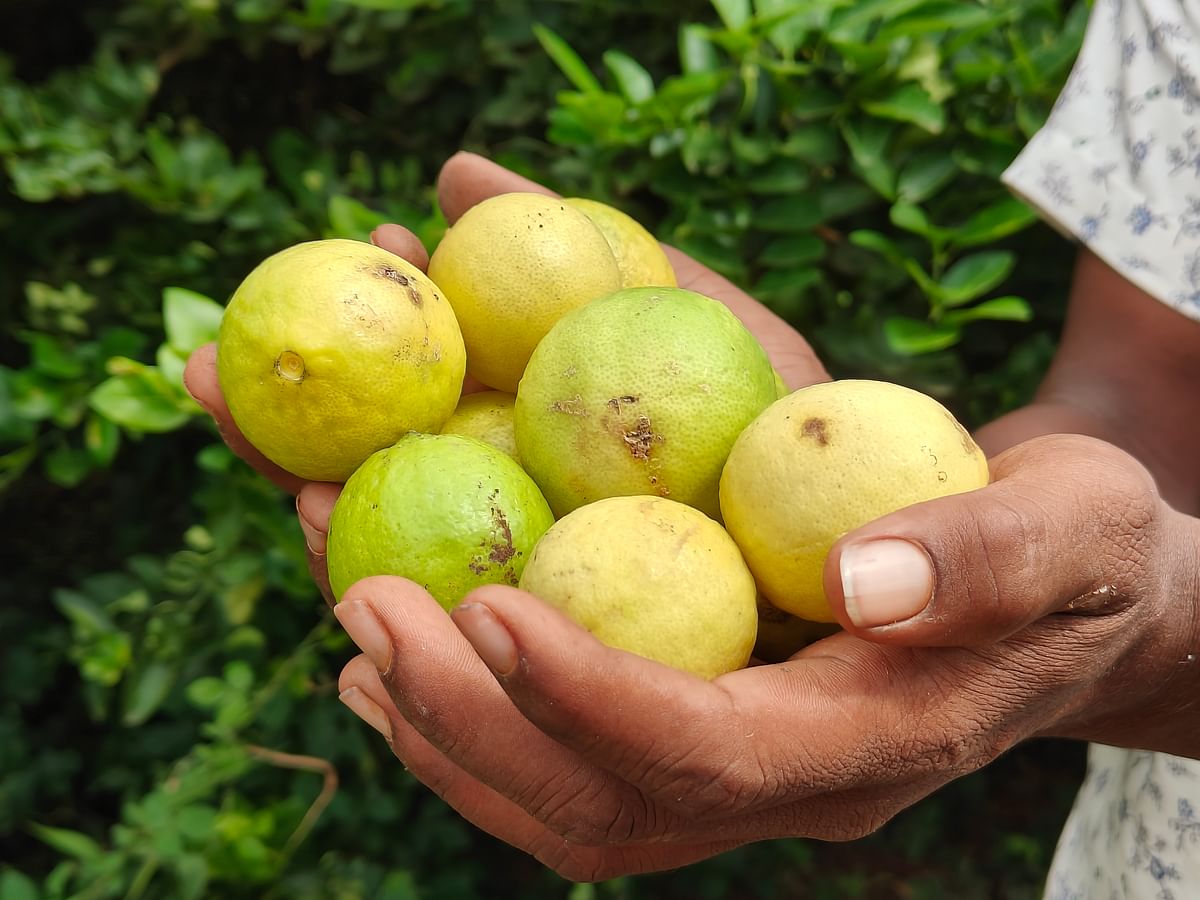 ವೀರಭದ್ರಪ್ಪ ಬೆಳೆದ ಲಿಂಬೆಹಣ್ಣು