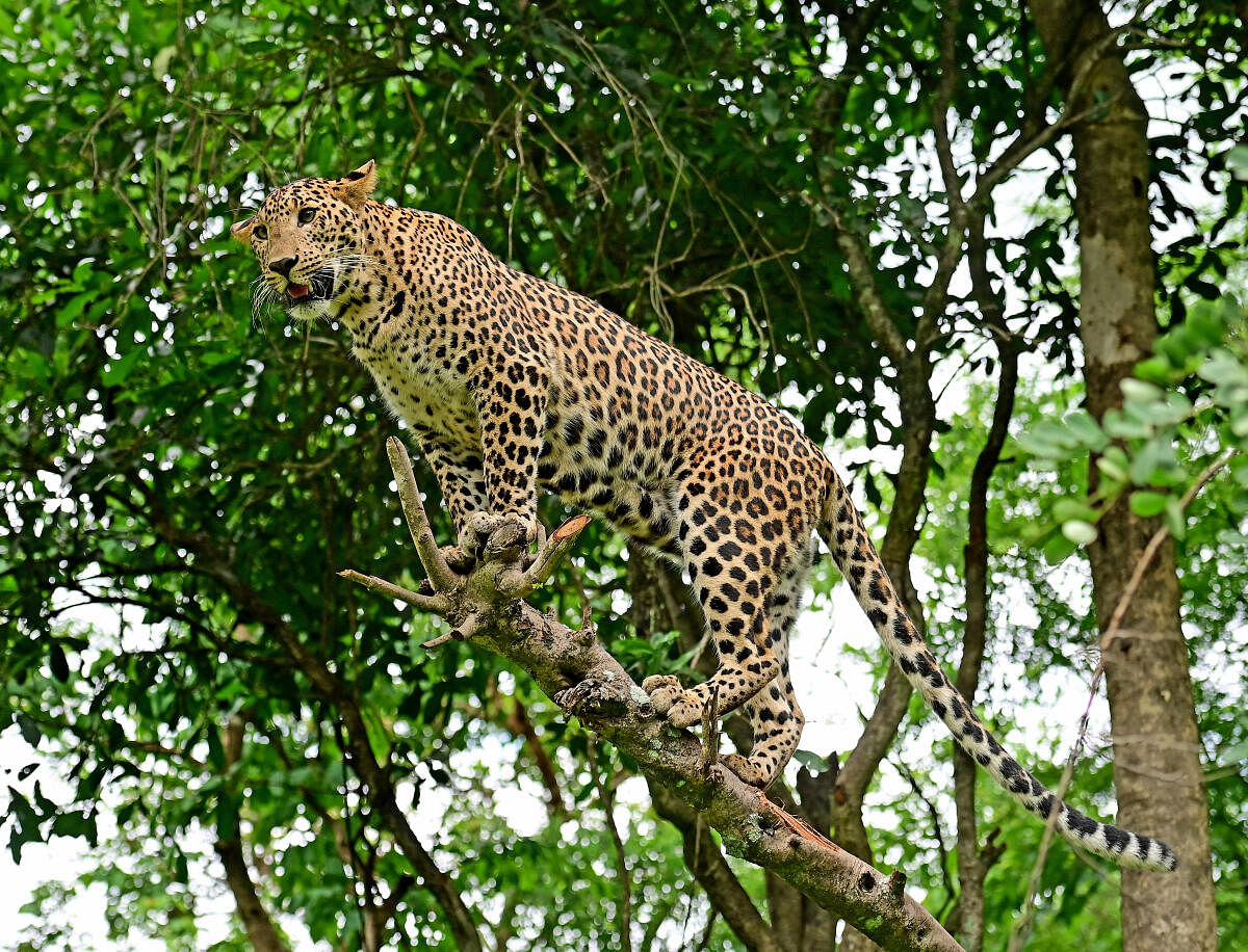  ಬನ್ನೇರುಘಟ್ಟ ಜೈವಿಕ ಉದ್ಯಾನದಲ್ಲಿ ಕಂಡ ಚಿರತೆ 