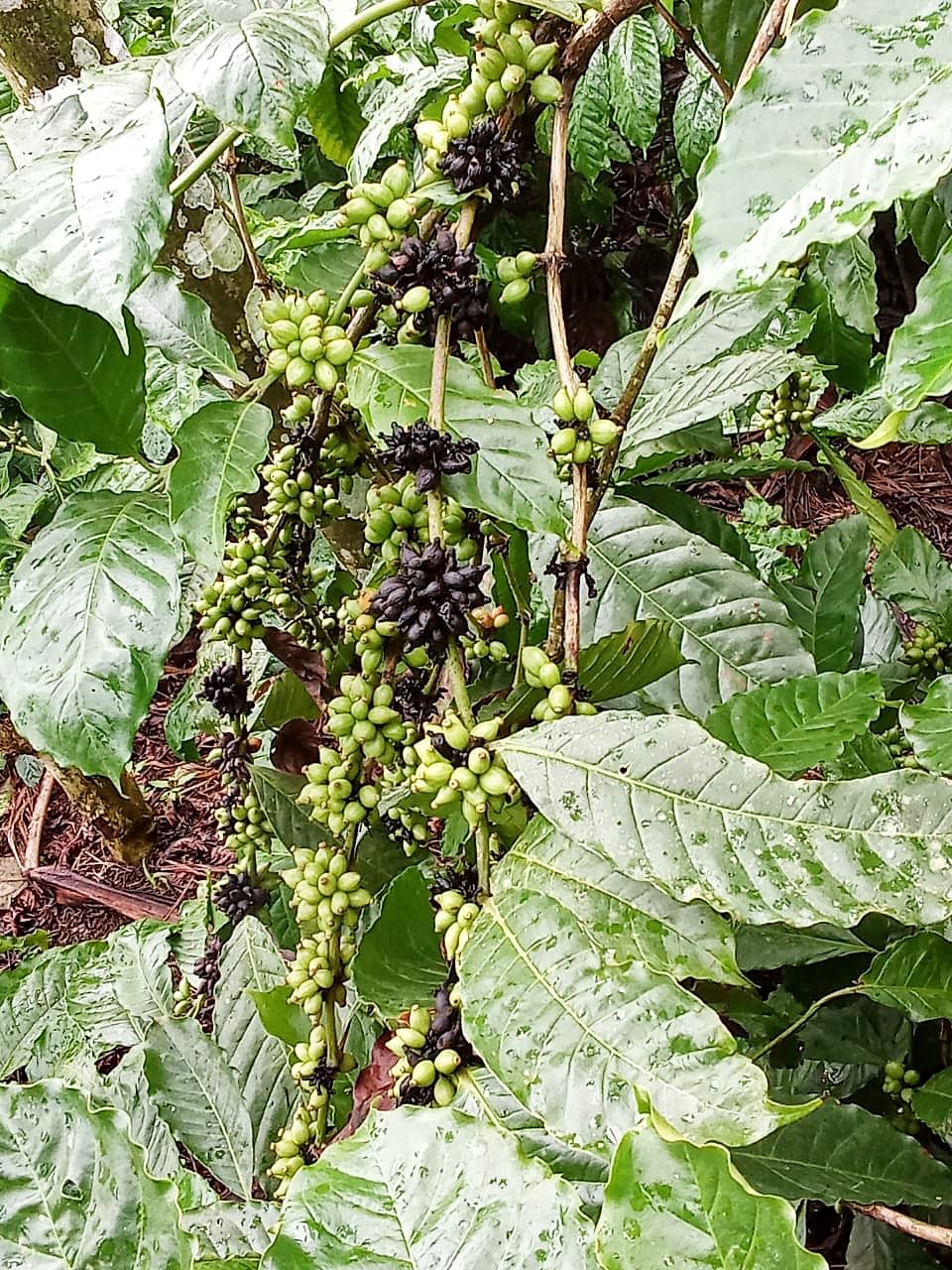 ಕೊಳೆರೋಗದ ಲಕ್ಷಣ ಕಾಣಿಸಿಕೊಂಡಿರುವ ಕಾಫಿ ಗಿಡ