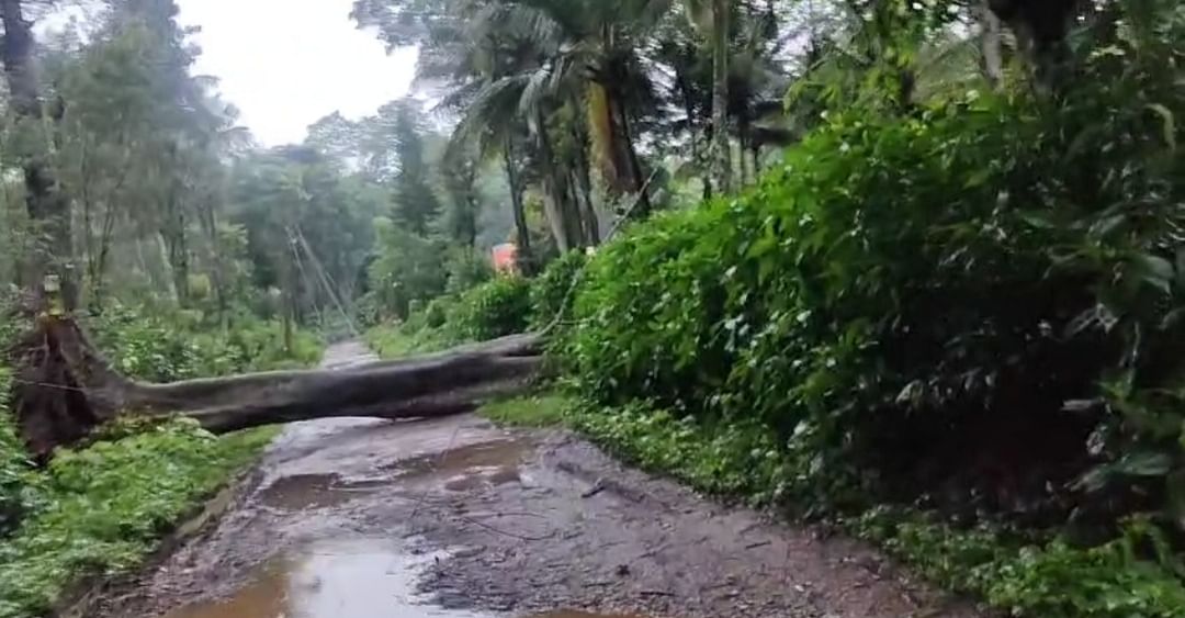 ಸುಂಟಿಕೊಪ್ಪಸಮೀಪದ‌ ಏಳನೇ‌ ಹೊಸಕೋಟೆಯಿಂದ ಮಂಜಿಕೆರೆಗೆ ತೆರಳುವ ಚೀಕಂಡ ಸನ್ನಿ ಅವರ ಮನೆಯ ಬಳಿ ರಸ್ತೆಗೆ ಅಡ್ಡಲಾಗಿ ಮರ ಬಿದ್ದಿರುವುದು