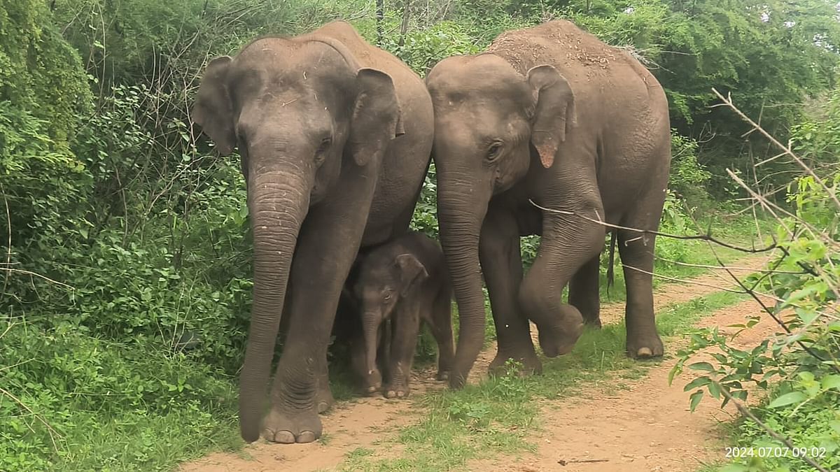 ಪುಟ್ಟ ಮರಿಯನ್ನು ಸೊಂಡಿಲಿನಿಂದ ತಳ್ಳುತ್ತಾ ನಡೆಸಿಕೊಂಡು ಬರುತ್ತಿರುವ ಆನೆಗಳು