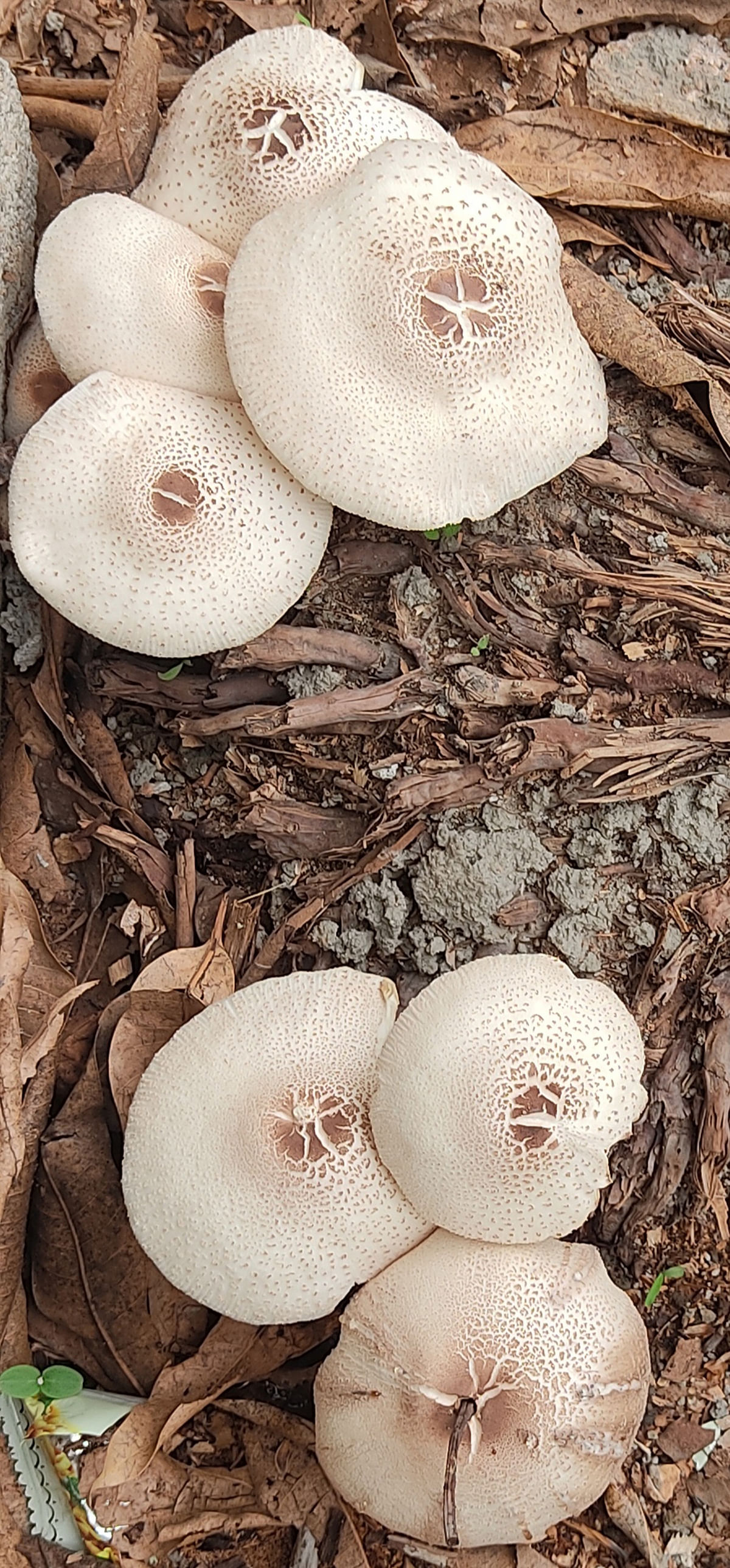 ಯಳಂದೂರು ತಾಲ್ಲೂಕಿನಲ್ಲಿ ಬೆಳೆದಿರುವ ಅಣಬೆ