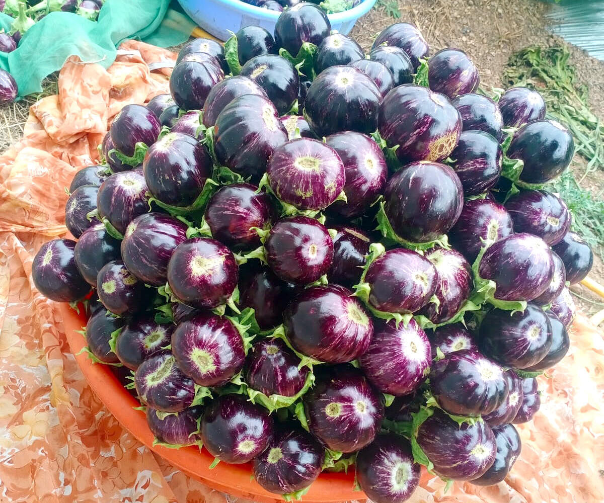 ಮಾರುಕಟ್ಟೆಗೆ ಸಿದ್ಧವಾದ ಜವಾರಿ ಬದನೆಕಾಯಿ