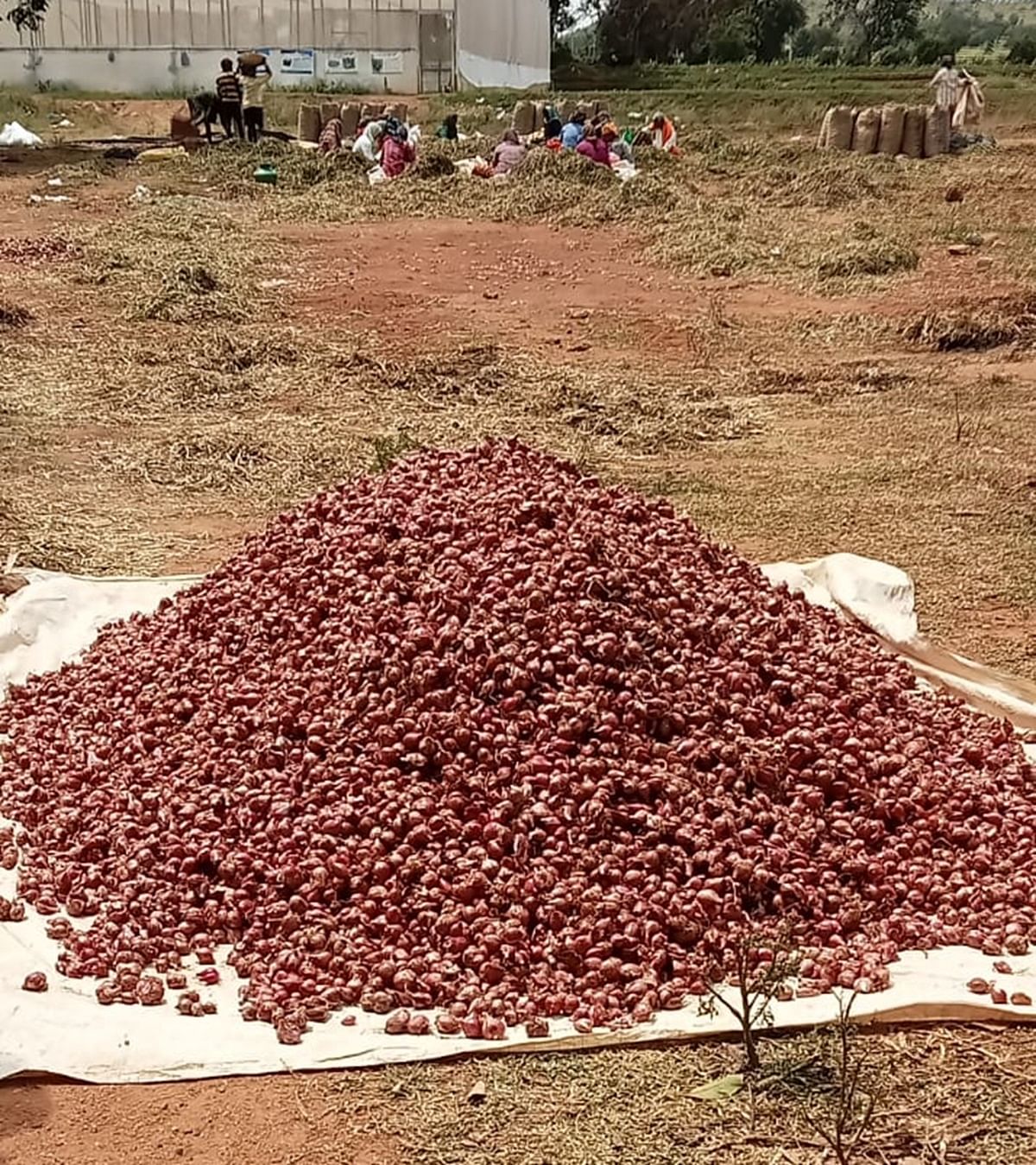 ಕಟಾವು ಮಾಡಿರುವ ಈರುಳ್ಳಿ