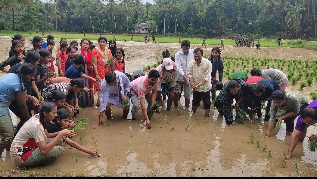 ನೇಜಿ ನೆಡುವ ಪ್ರಾತ್ಯಕ್ಷಿಕೆ ನಡೆಯಿತು