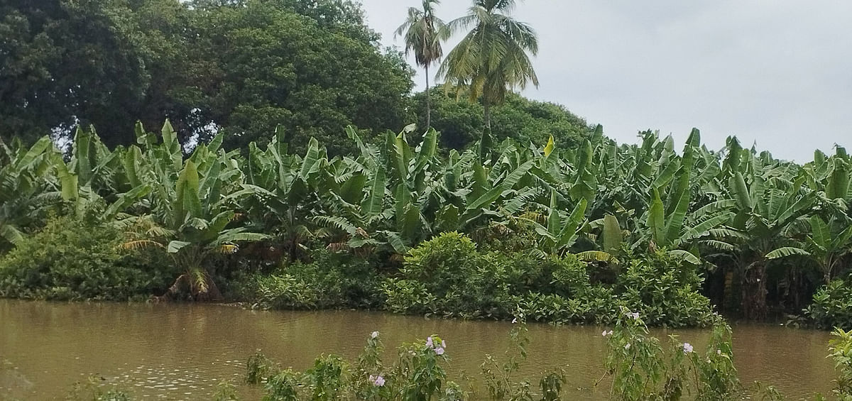 ಕಂಪ್ಲಿ ಕೋಟೆ ಪ್ರದೇಶದ ಬಳಿಯ ತುಂಗಭದ್ರಾ ನದಿ ಹಿನ್ನೀರು ಬಾಳೆ ತೋಟಕ್ಕೆ ನುಗ್ಗಿದ್ದರಿಂದ ಜಲಾವೃತವಾಗಿದೆ