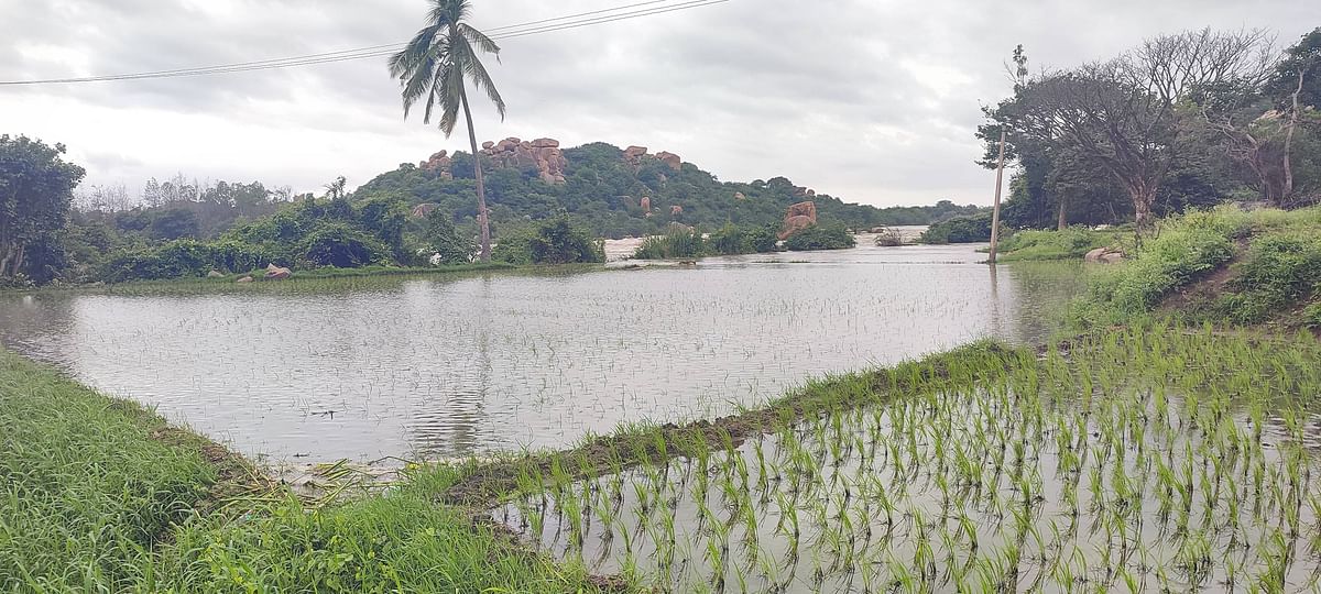 ತುಂಗಭದ್ರಾ ಜಲಾಶಯದಿಂದ ನದಿಗೆ ಅಪಾರ ಪ್ರಮಾಣದಲ್ಲಿ ನೀರು ಹರಿಬಿಟ್ಟ ಕಾರಣ ಸಾಣಾಪುರ ಗ್ರಾಮದ ಭತ್ತದ ಜಮೀನುಗಳಿಗೆ ನೀರು ನುಗ್ಗಿರುವುದು