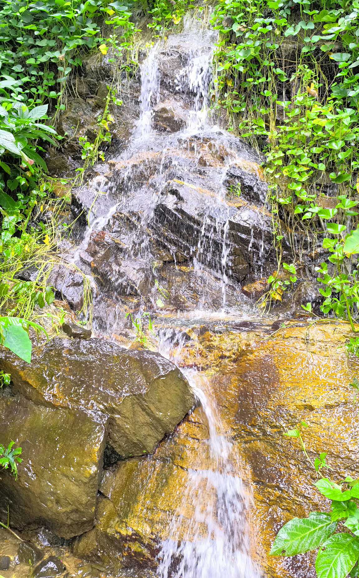 ಕಾಫಿ ತೋಟದಿಂದ ಹರಿಯುತ್ತಿರುವ ತೋಡು