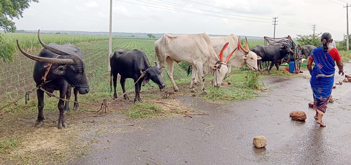 ತೇರದಾಳ ತಾಲ್ಲೂಕಿನ ತಮದಡ್ಡಿಯಲ್ಲಿ ಕೃಷ್ಣಾ ನದಿಯ ಪ್ರವಾಹ ಹೆಚ್ಚಾಗಿ ಅಲ್ಲದ್ದ ಜಾನುವಾರುಗಳನ್ನು ರಸ್ತೆ ಬದಿ ಕಟ್ಟಿ ಅವುಗಳಿಗೆ ವ್ಯವಸ್ಥೆ ಮಾಡುತ್ತಿರುವ ಸಂತ್ರಸ್ತರು. ಸಕರ್ಾರ ಮೇವಿನ ಪೂರೈಕೆ ಮಾಡಿಲ್ಲ