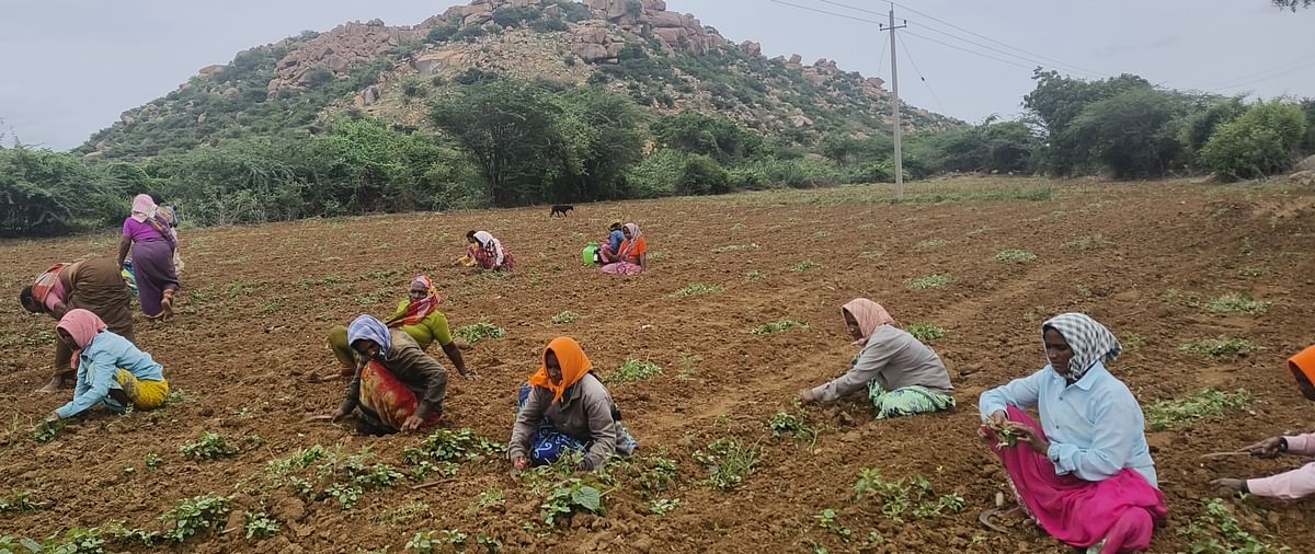 ತೆಕ್ಕಲಕೋಟೆ ಪಟ್ಟಣ ವ್ಯಾಪ್ತಿಯಲ್ಲಿ ಉತ್ತಮ ಮಳೆ ಹಿನ್ನೆಲೆಯಲ್ಲಿ ತೊಗರಿ ಹೊಲದಲ್ಲಿ ಕಳೆ ಹಸನುಗೊಳಿಸುತ್ತಿರುವ ಮಹಿಳೆಯರು