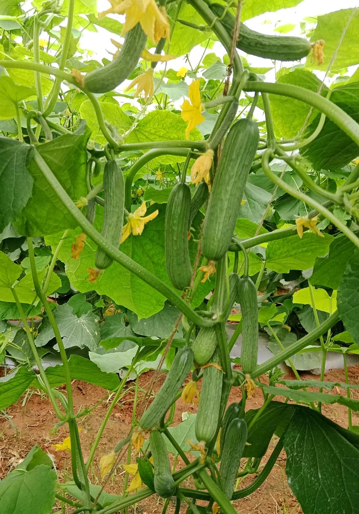 ಬಳ್ಳಿಯಲ್ಲಿ ಇಂಗ್ಲಿಷ್ ಸೌತೆ