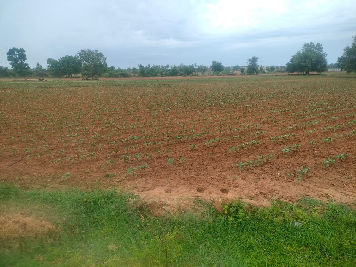 ವಡಗೇರಾ ತಾಲ್ಲೂಕಿನ ಸೀಮಾಂತರದ ಜಮೀನಿನಲ್ಲಿ ಬಿತ್ತನೆಯಾಗಿರುವ ಹತ್ತಿ ಬೆಳೆ